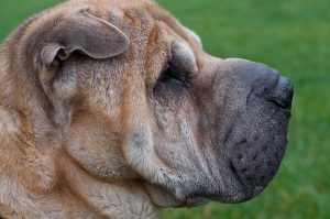 my-Sharpei